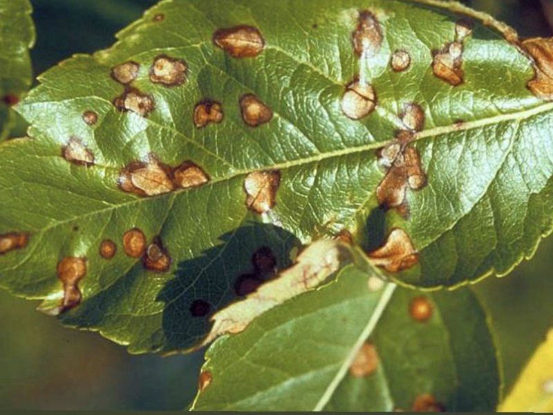 Самые распространенные болезни растений и как их лечить?