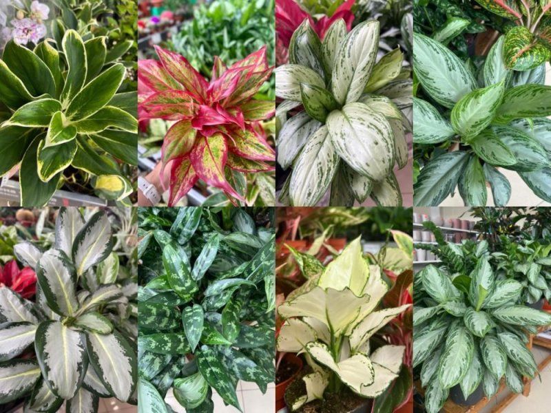 Чтобы познать красоту аглаонемы, нужно увидеть все её сорта!