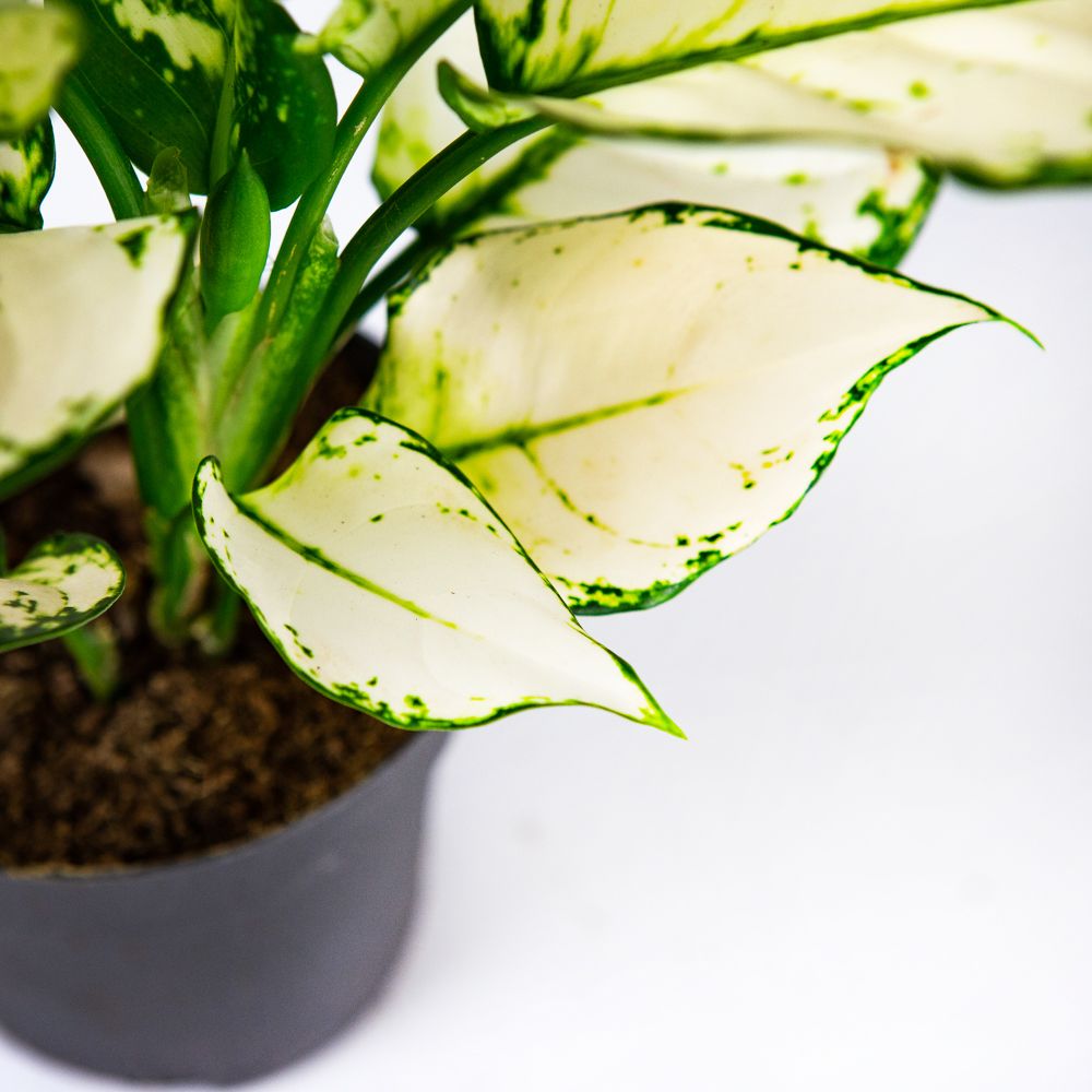 Аглаонема Вайт Джой Aglaonema White Joy 25/12 (Н) — комнатное растение ...