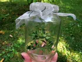 Борьба с самшитовой огневкой: отзыв нашей покупательницы. 