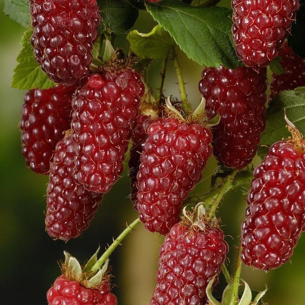 Гибриды растений. Селекционные растения. Omics in plant breeding. Мичурин метод ментора в селекции. Сорта растений селекция.