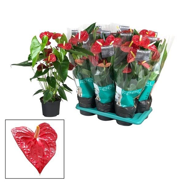 Anthurium andraeanum Dakota 7+ 70/17       -