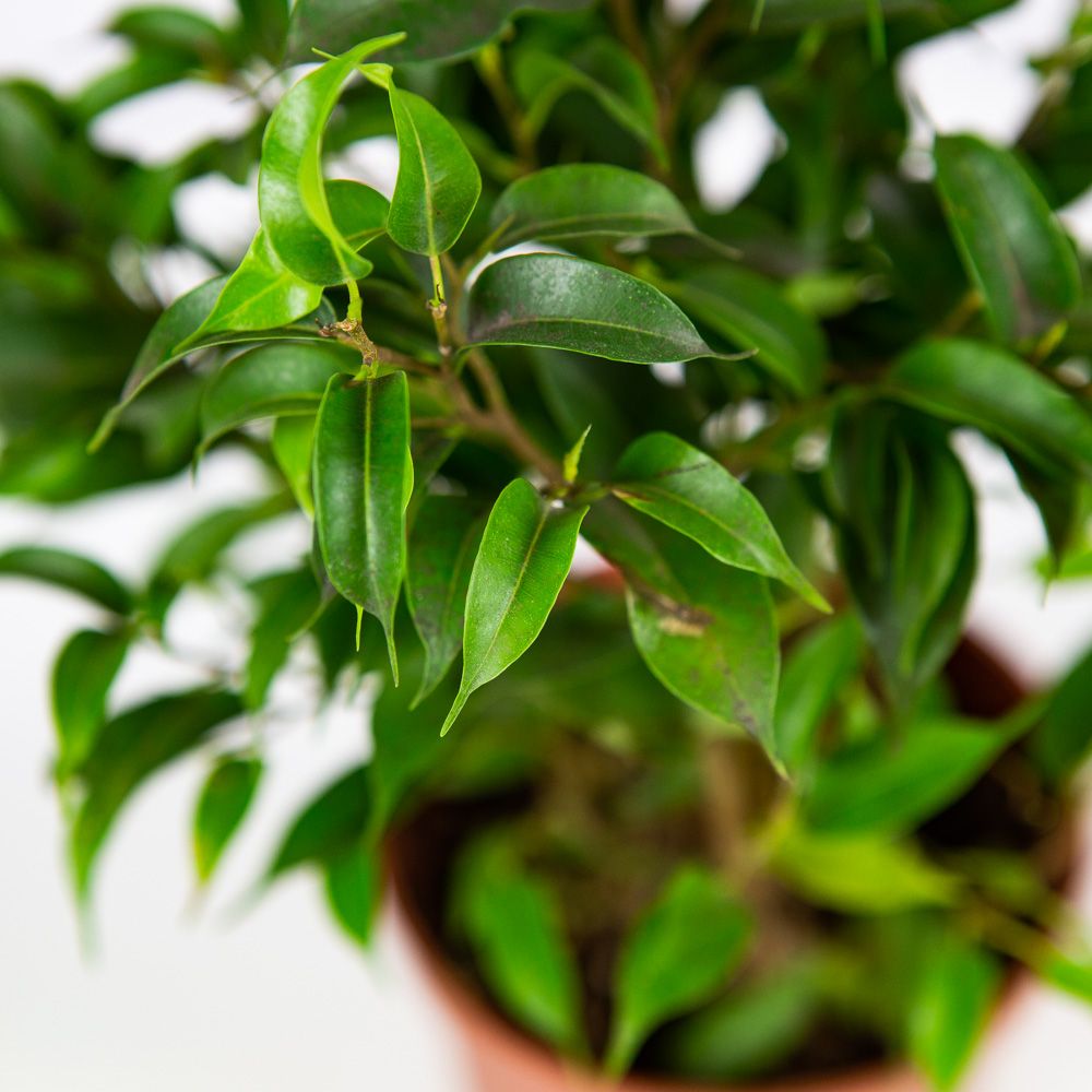 Фикус Бенджамина Наташа Ficus benjamina Natasja 30/12 (Н) — комнатное ...