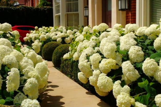 Палисадник как визитная карточка вашего участка! Палисадник как визитная карточка вашего участка!