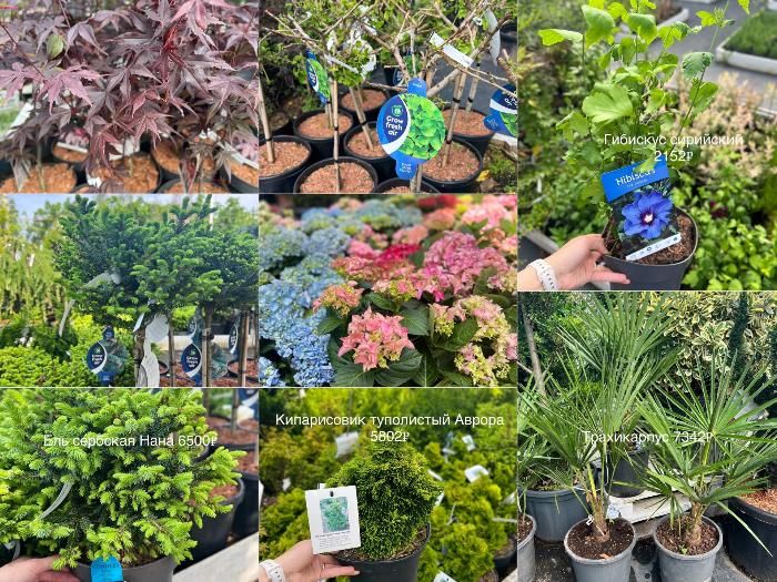 Оригинальные и интересные растения для украшения ландшафта!