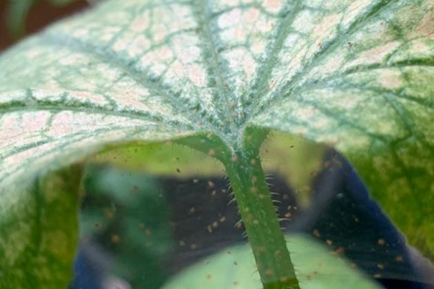 ПАУТИННЫЙ КЛЕЩ- самый популярный вредитель растений.