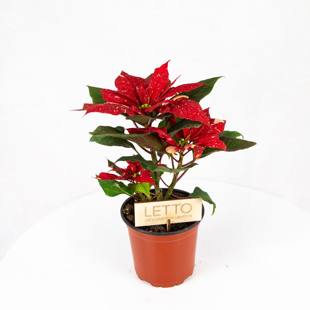 Пуансеттия Euphorbia pulcherrima /13 h 30-35см — комнатное растение ...