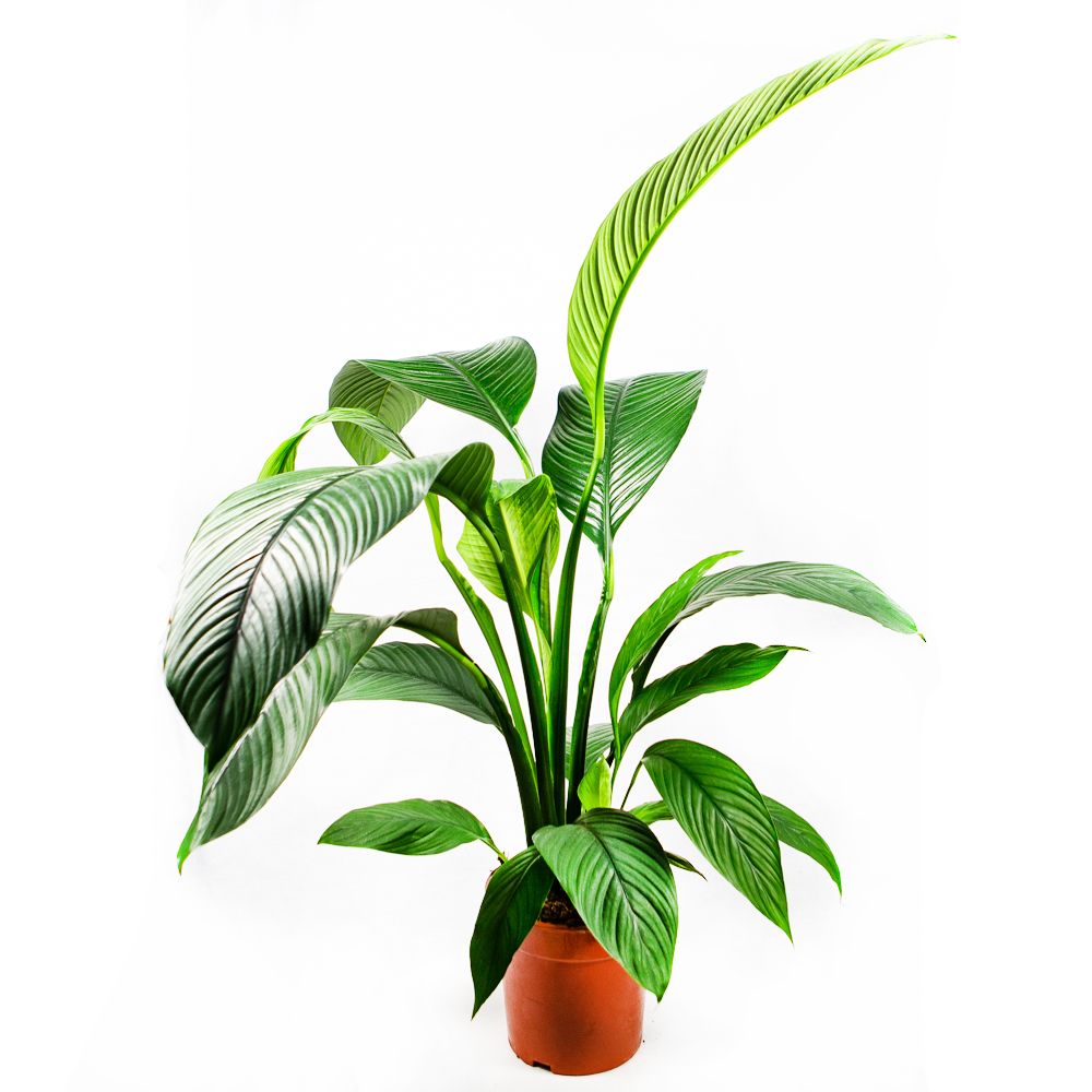 Спатифиллум Сенсация Spathiphyllum Sensation 135/24 (Н) — комнатное ...