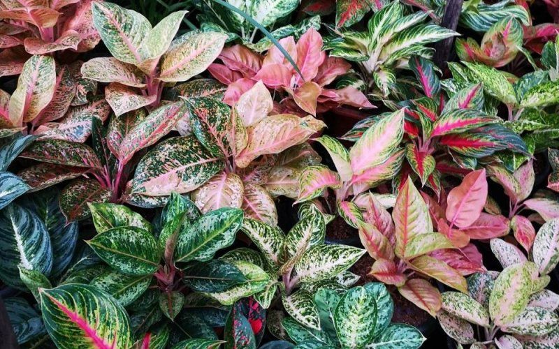 Аглаонема: уход в домашних условиях, размножение и пересадка