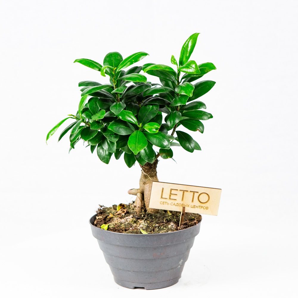Фикус гинсенг Ficus ginseng 40/17 (Н) — комнатное растение купить в ...
