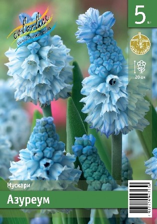 Мускари Азуреум Muscari Azureum 6/+ 5шт, капер, Колорлайн 
