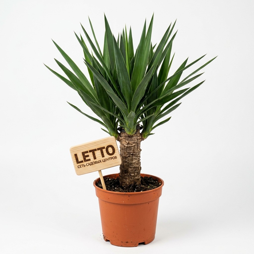 こたつ Yucca Юкка зеленая Yucca с10 — комнатное растение купить в интернет