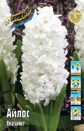 Гиацинт Айлос Hyacinthus Aiolos 14/15 3шт, капер, Колорлайн