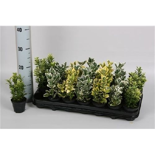 Бересклет японский микс Euonymus japonicus mix 15/8 — саженцы купить в ...
