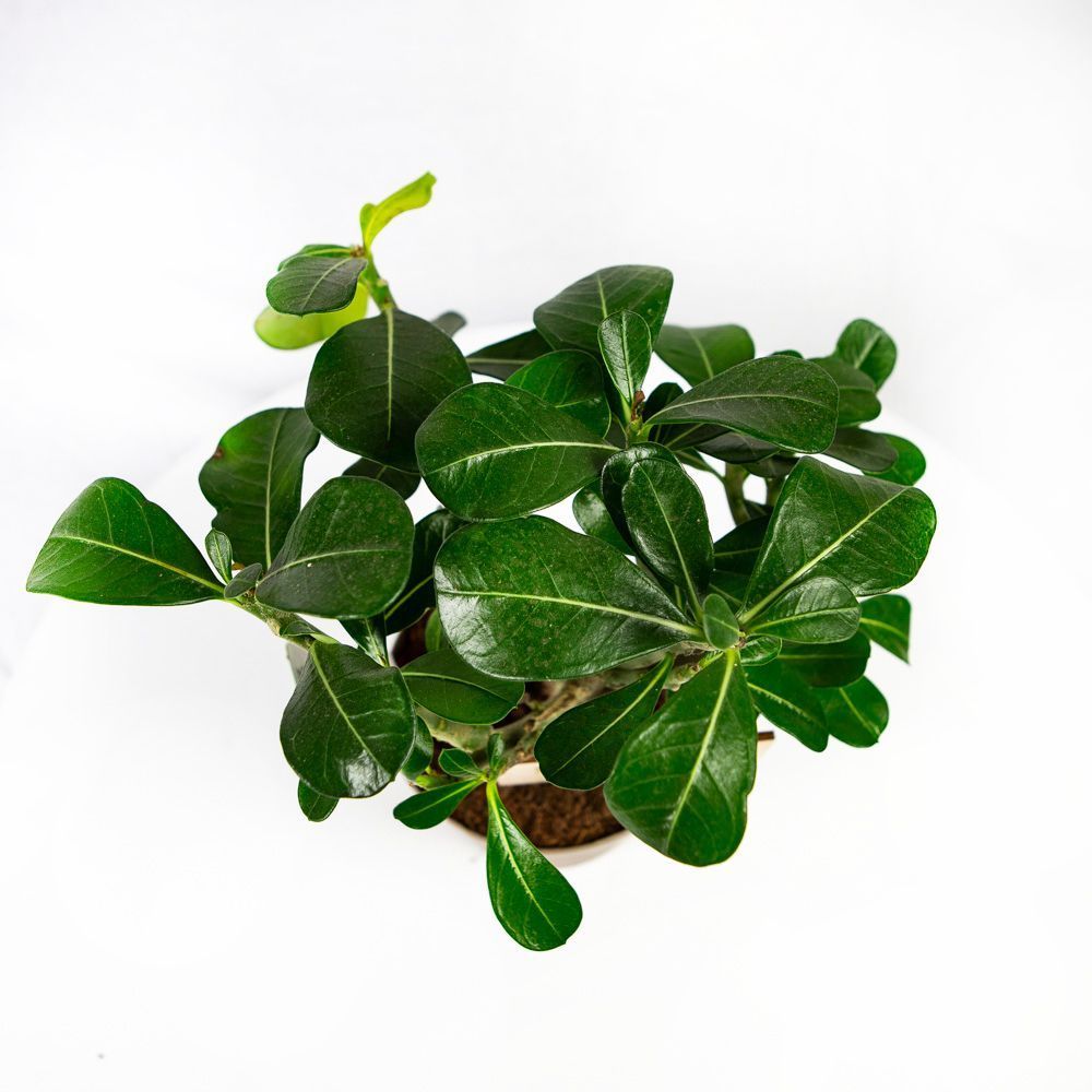 Адениум тучный Adenium Obesum Anouk 35/14 (Н) — комнатное растение ...