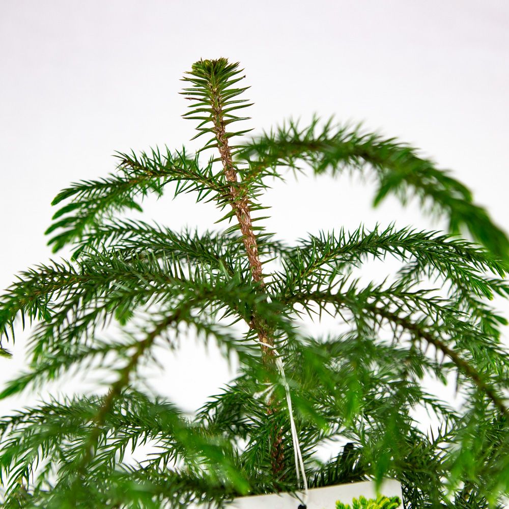 Араукария разнолистная Araucaria heterophylla 3 pp 65/19 (Н ...