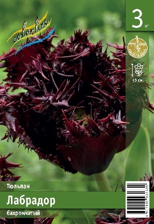 Тюльпан Лабрадор Tulipa Labrador 11/12 3шт, капер, Колорлайн