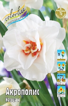 Нарцисс Акрополис Narcissus Acropolis 12/14 5шт, капер, Колорлайн