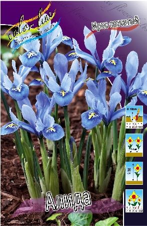 Ирис Сетчатый Алида Iris reticulata Alida 5/6 5шт, капер, Колорлайн