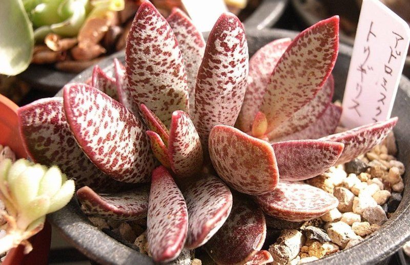 Адромискус: уход в домашних условиях, пересадка и размножение, виды