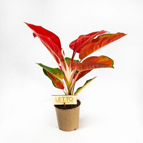 Аглаонема Оранж Стар Aglaonema Orange Star 35/12 — комнатное растение ...