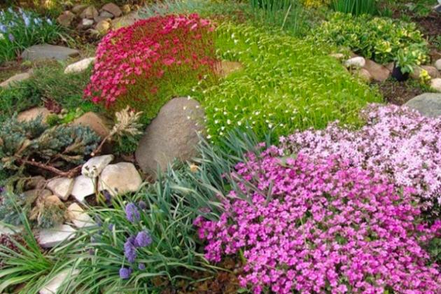 Какие многолетние цветы посадить на альпийской горке?