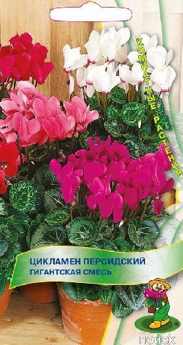 Цикламен Королевский миниатюрный смесь, семена Поиск 2шт