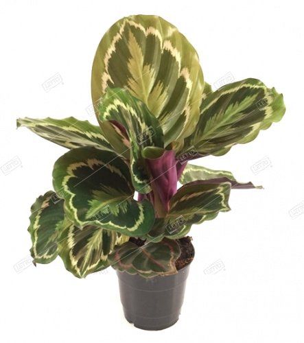 Калатея Медальон Calathea Medallion 55/17 — комнатное растение купить в ...