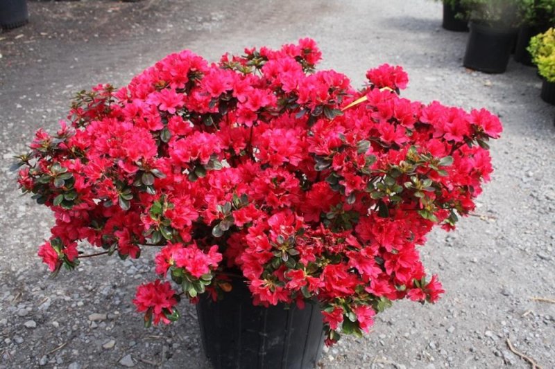 Азалия – уход в домашних условиях, пересадка и размножение