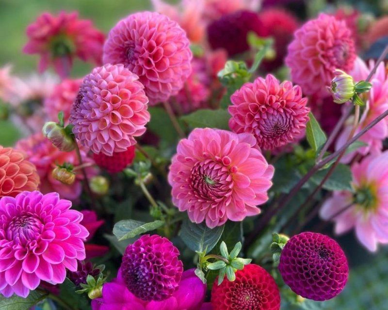 Виды георгинов