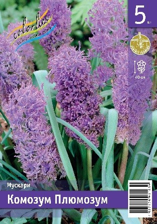 Мускари Комозум Плюмозум Muscari Comosum Plumosum 7/8 5шт, капер, Колорлайн