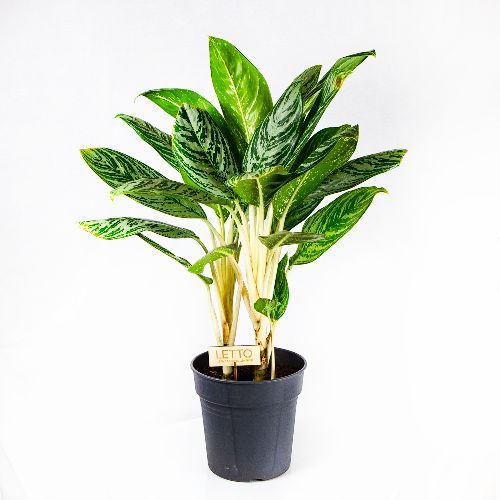 Аглаонема микс Aglaonema mix 70/24 — комнатное растение купить в ...