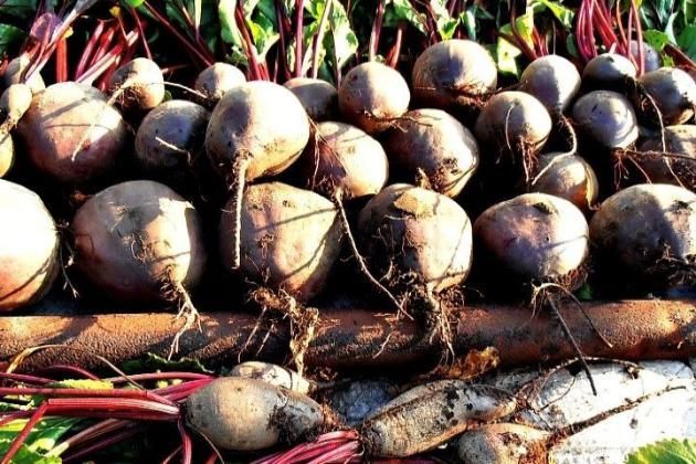 Выращивание свеклы из семян. Популярные сорта.