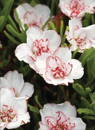Оксалис Дабл Пинк Уандер Oxalis Double Pink Wonder I 3шт, капер, Колорлайн