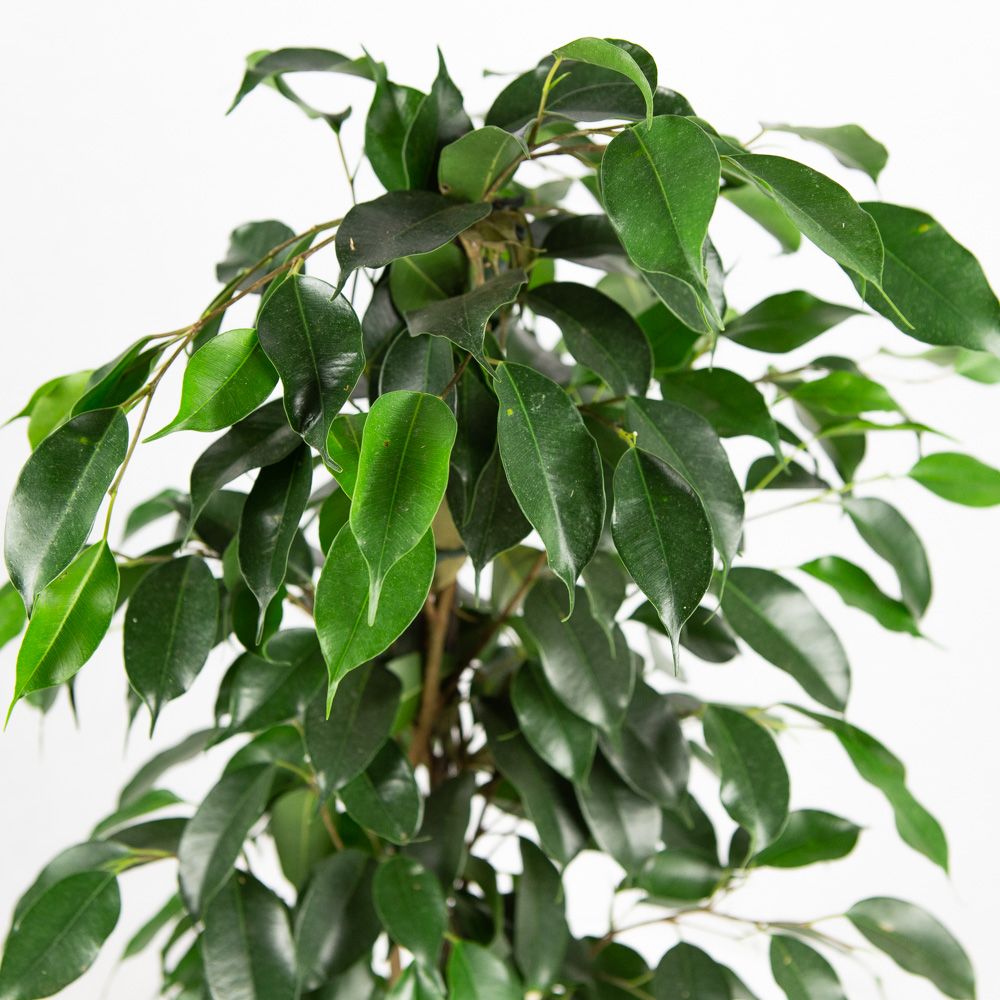 Фикус Бенджамина Даниэль Ficus benjamina Danielle 55/14 — комнатное ...