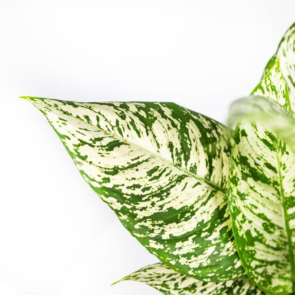 Dieffenbachia White Etna 50/19 ()       -