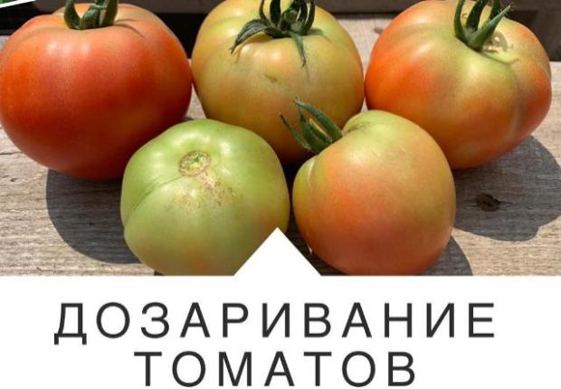 Как правильно дозаривать томаты? Как правильно дозаривать томаты?