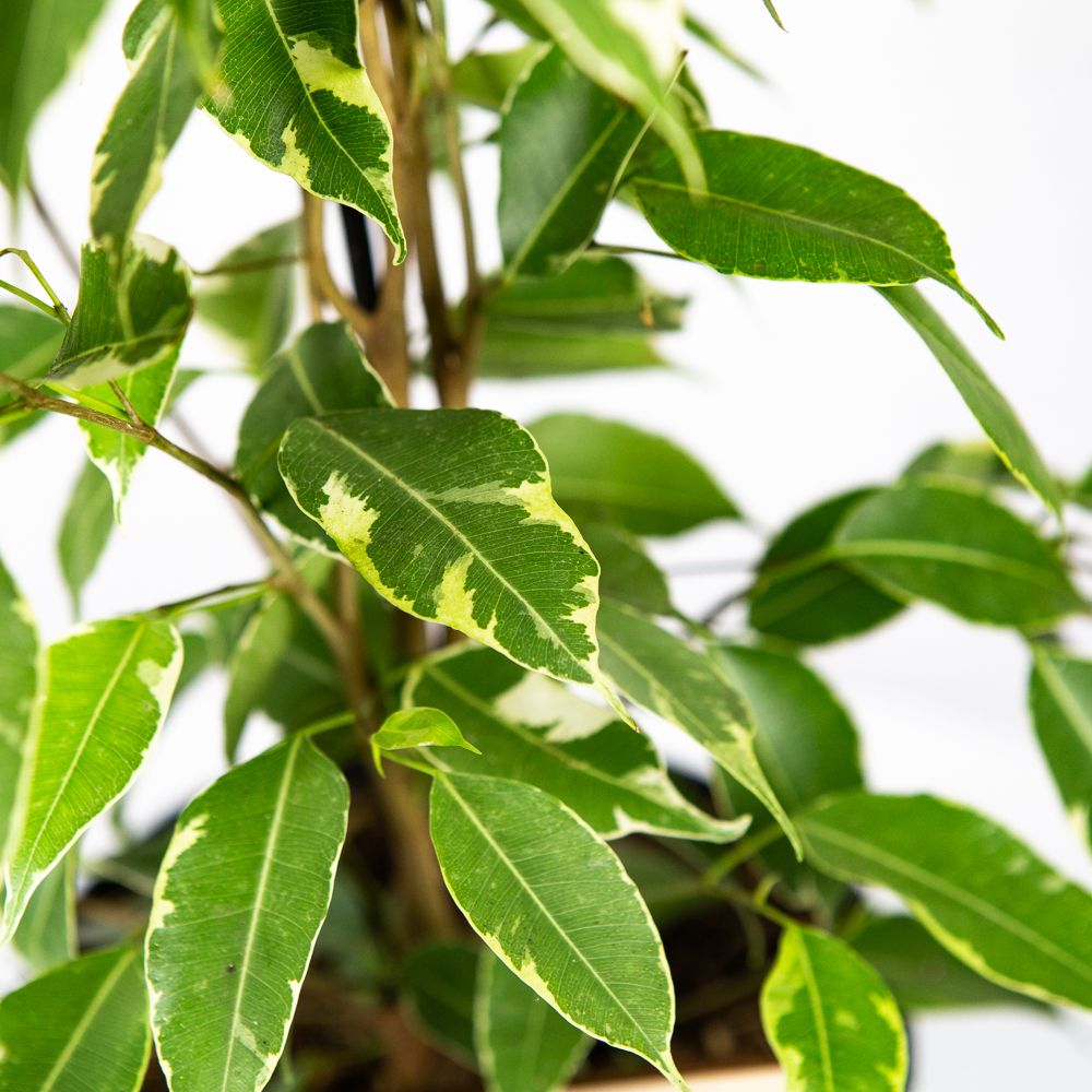Фикус Бенджамина Голден Кинг Ficus benjamina Golden King 65/17 (Н ...