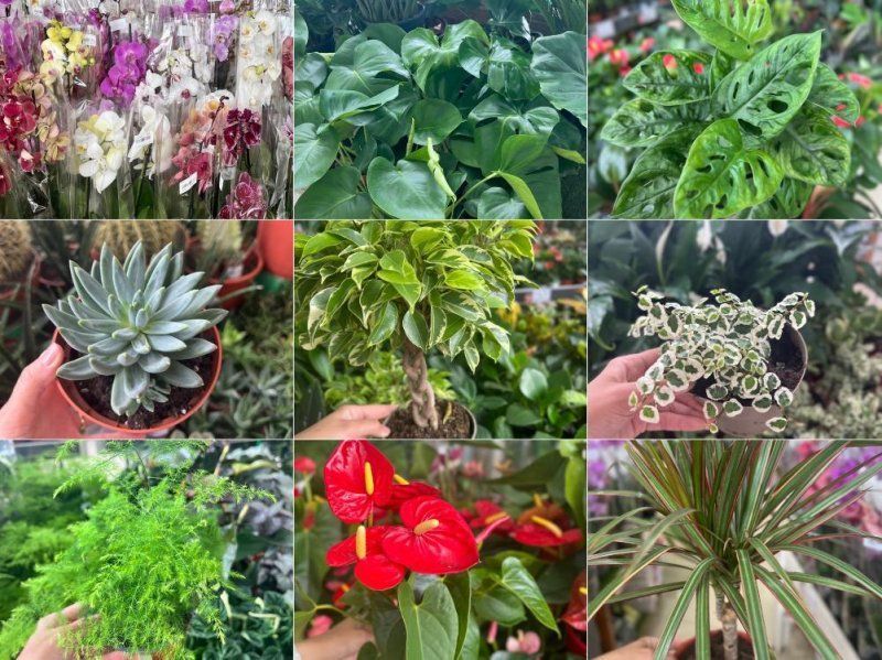 Горячая поставка комнатных растений!