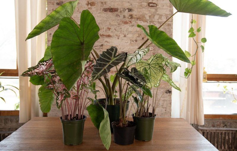 Алоказия: уход в домашних условиях, пересадка и размножение, виды