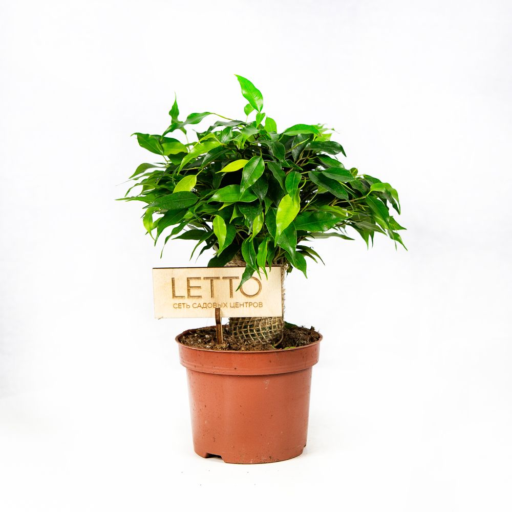 Фикус Бенджамина Грин Кинки Ficus benjamina Green Kinky Jute 30/12 ...