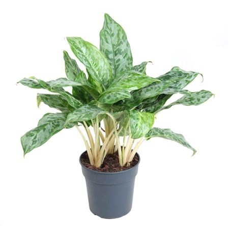 Аглаонема Пикок Aglaonema Peacock 60/24 (Н)