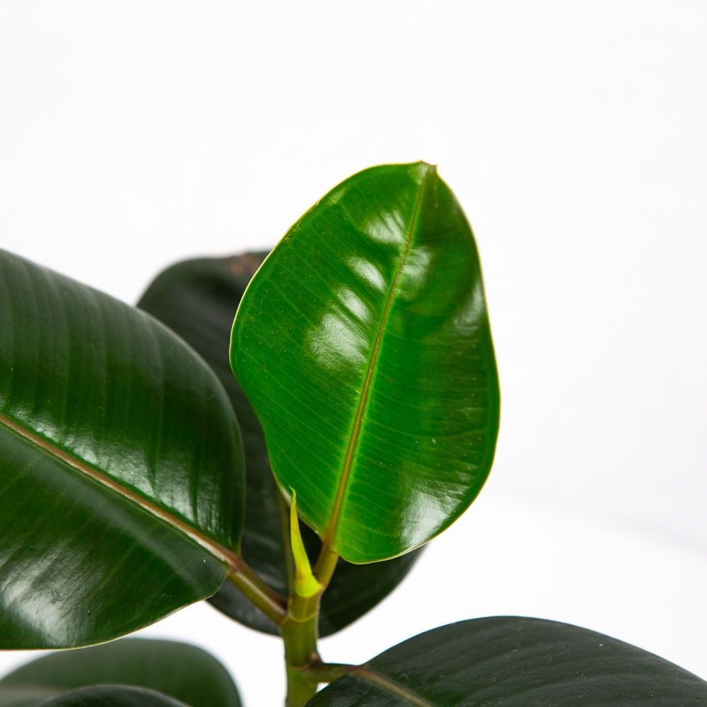 Фикус каучуконосный Робуста Ficus elastica Robusta 40/12. — комнатное ...