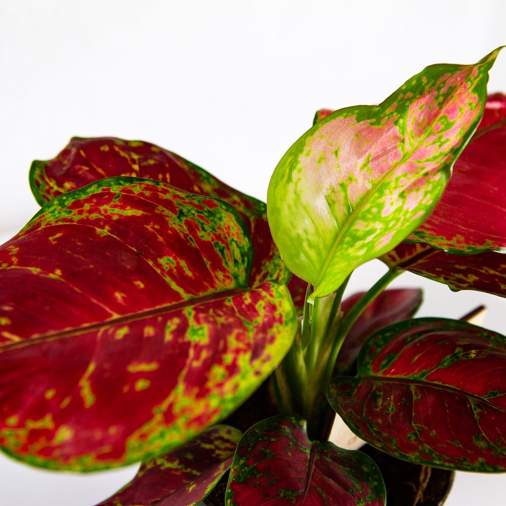 Аглаонема Фламинго Aglaonema Flamingo 30/12 — комнатное растение купить ...