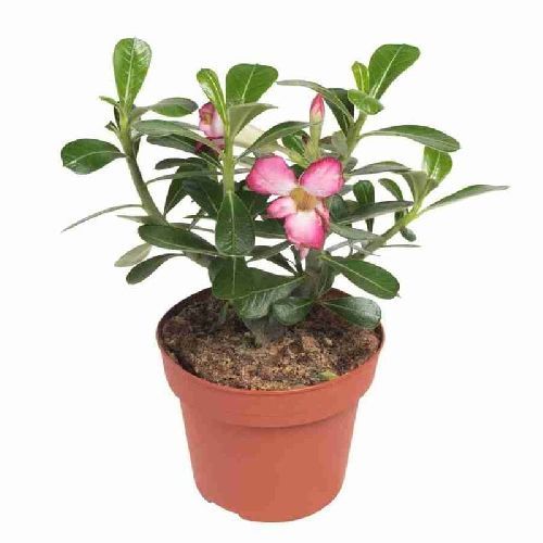 Адениум тучный Adenium obesum 5/5,5 — комнатное растение купить в ...
