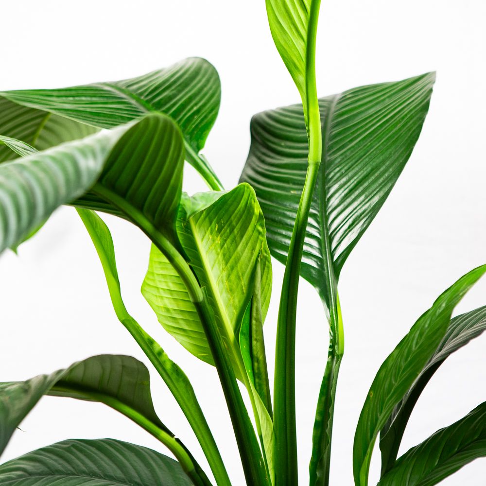 Спатифиллум Сенсация Spathiphyllum Sensation 135/24 (Н) — комнатное ...