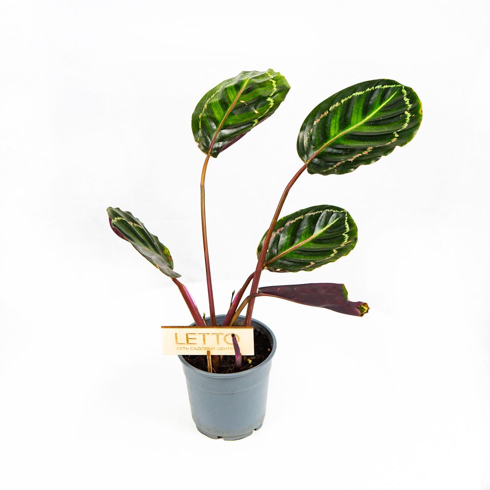 Калатея круглолистная Calathea orbifolia 35/12 (Н) — комнатное растение ...