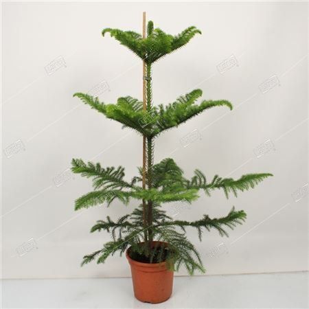 Араукария разнолистная Araucaria heterophylla 90/21 — комнатное ...