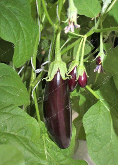 Баклажан снежок. Баклажан арагон f1. Сорт баклажанов фрегат. Баклажан фабина описание. Баклажан смесь суперранних сортов.