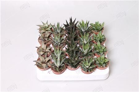 Хавортия микс Haworthia mix 15/8 — комнатное растение купить в интернет ...